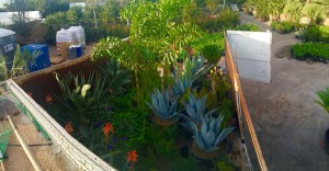 Custome Flower and Plant Selection and Delivery 2