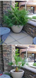 Property Landscaping 1
