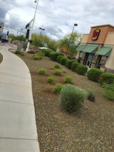 Property Landscaping 2