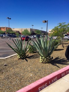 Property Landscaping 3