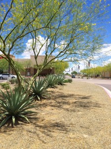 Property Landscaping 6